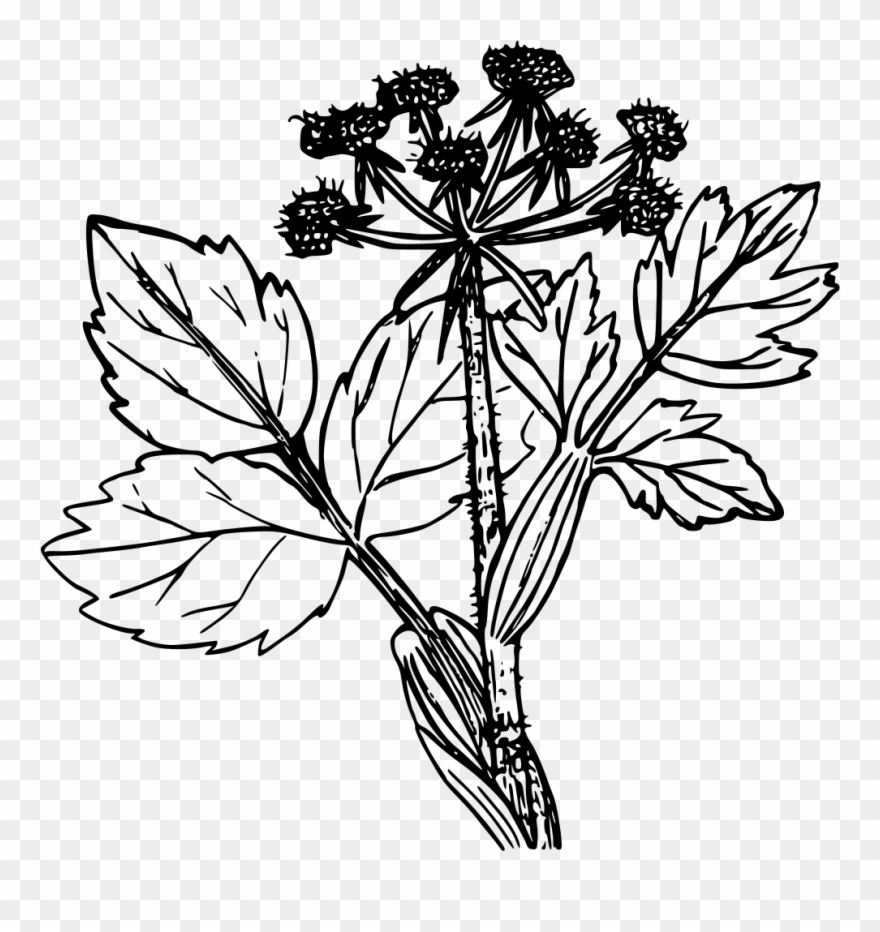 Cow Parsnip - Clip Art - Png Download