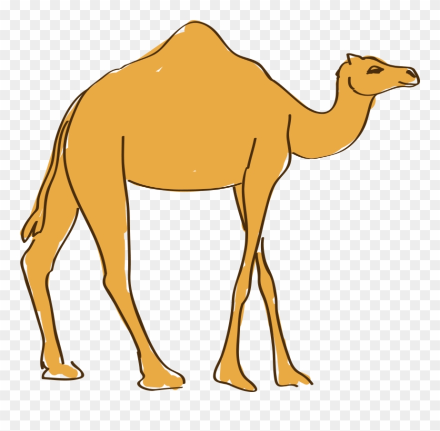 Graphic Transparent Download Camels Drawing Cartoon - Arabian Camel Clipart