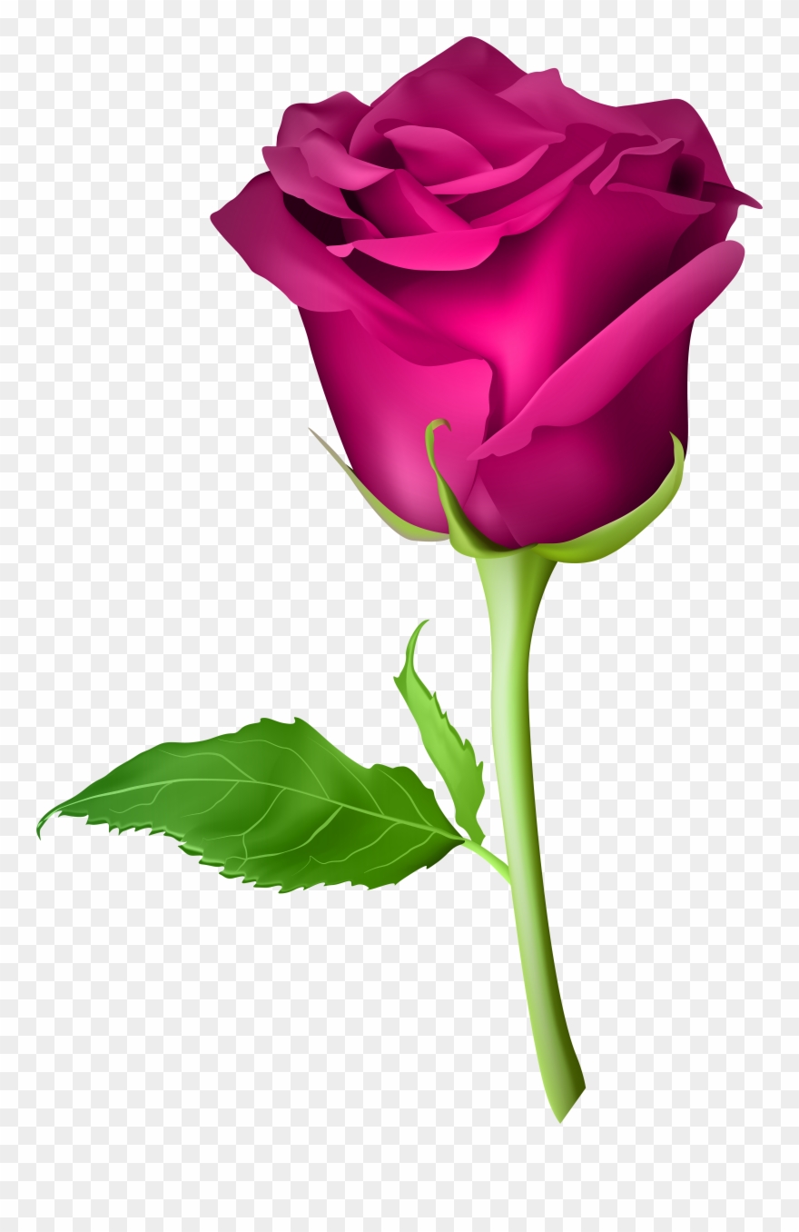 Pink Rose Flower Png Clipart