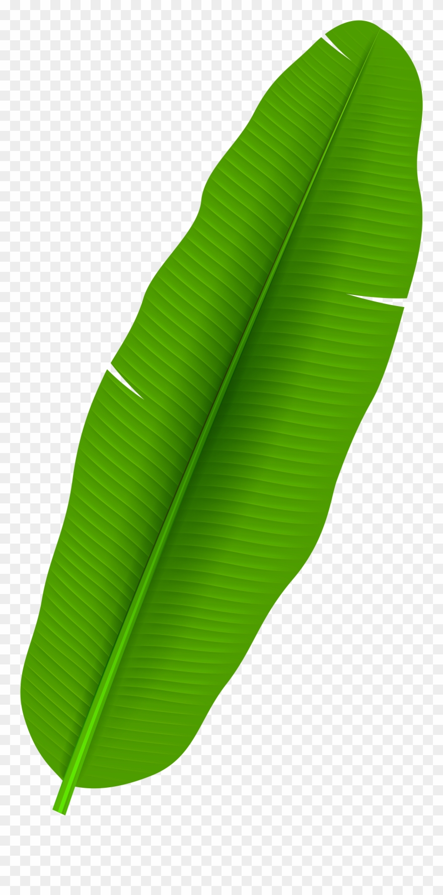 Palm Leaf Clip Art Png - Banana Leaves Clipart Png Transparent Png