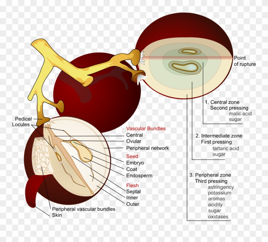 Wine Grape Diagram En - Parts Of The Grapes Clipart