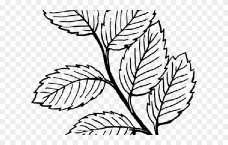 Mint Clipart Black And White - Leaves Clip Art - Png Download