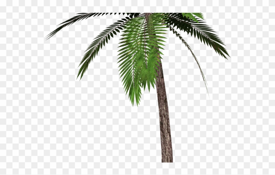 Date Palm Clipart Tropical Tree - Palm Tree Transparent Background - Png Download
