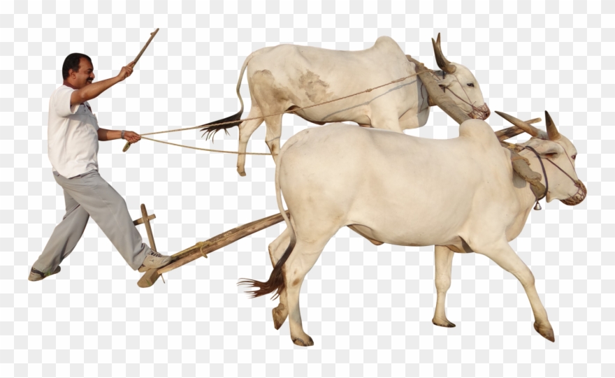 Crops Clipart Farming Indian - Indian Farmer Image Png Transparent Png