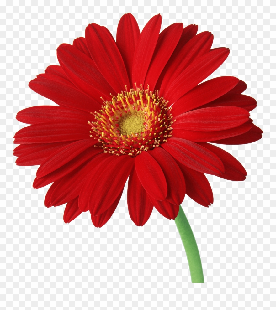 This Png Image - Red Daisy Flower Png Clipart