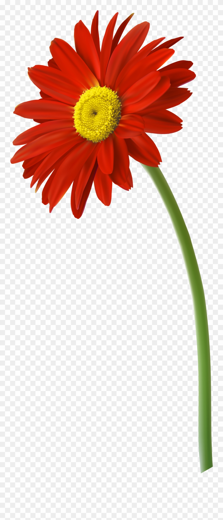 Red Gerbera Flower Png Clip Art Imageu200b Gallery - Gerbera Flower Png Transparent Png