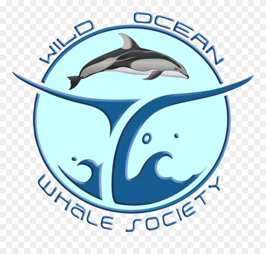 Our Other Reports Cover Transient Bigg's Orca In Many - Whales Clipart