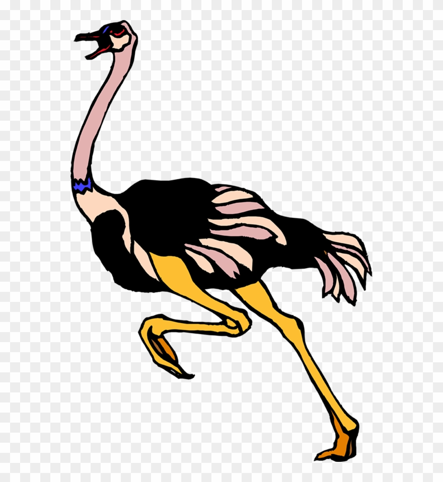 Forgetmenot - Common Ostrich Clipart