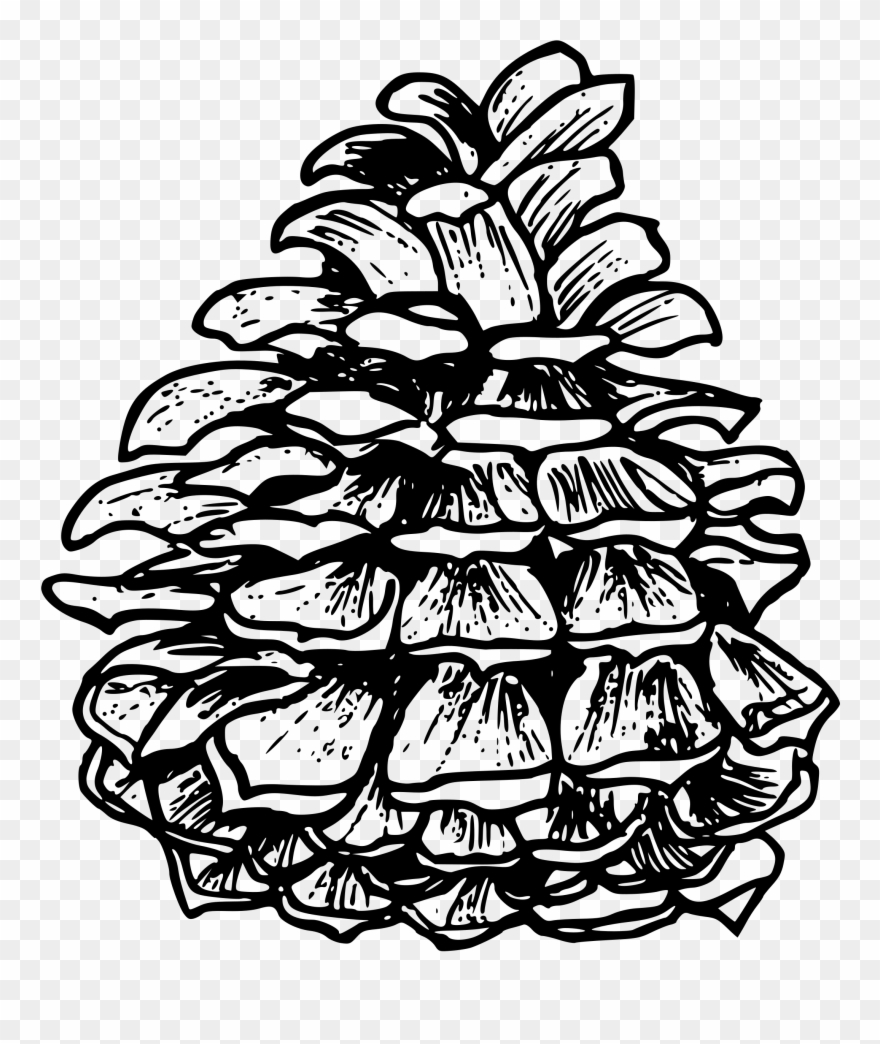 Black And White Drawing Visual Arts Computer Icons - Kiefern-kegel Von Einem Ponderosa Papierserviette Clipart