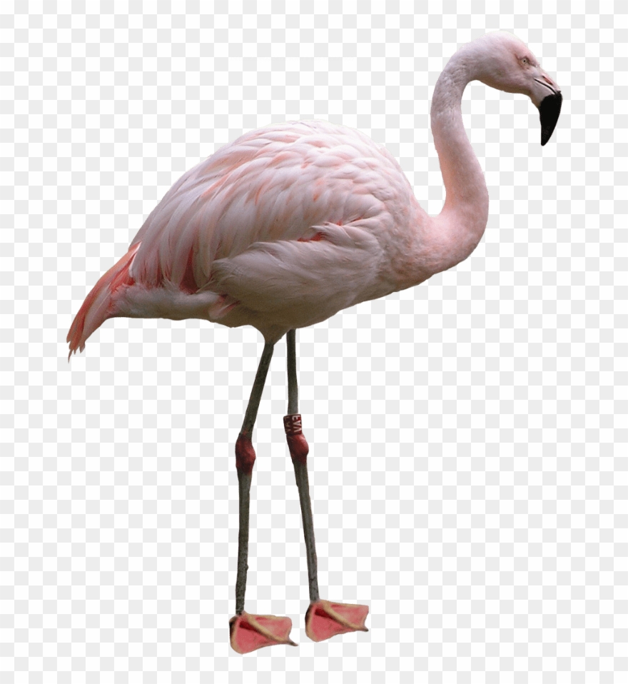 Flamingo Png - Flamingo In White Background Clipart