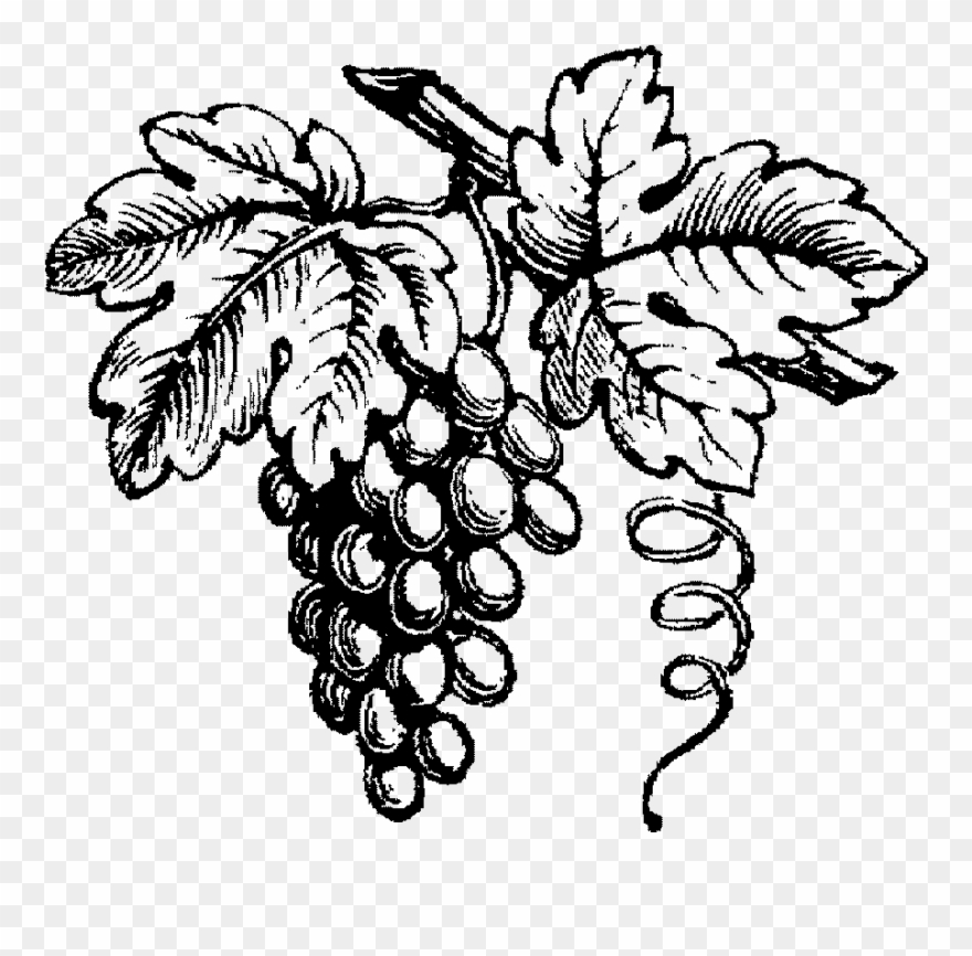 Vineyard Drawing Grape Clipart Black And White Library - Black And White Wine Grapes - Png Download