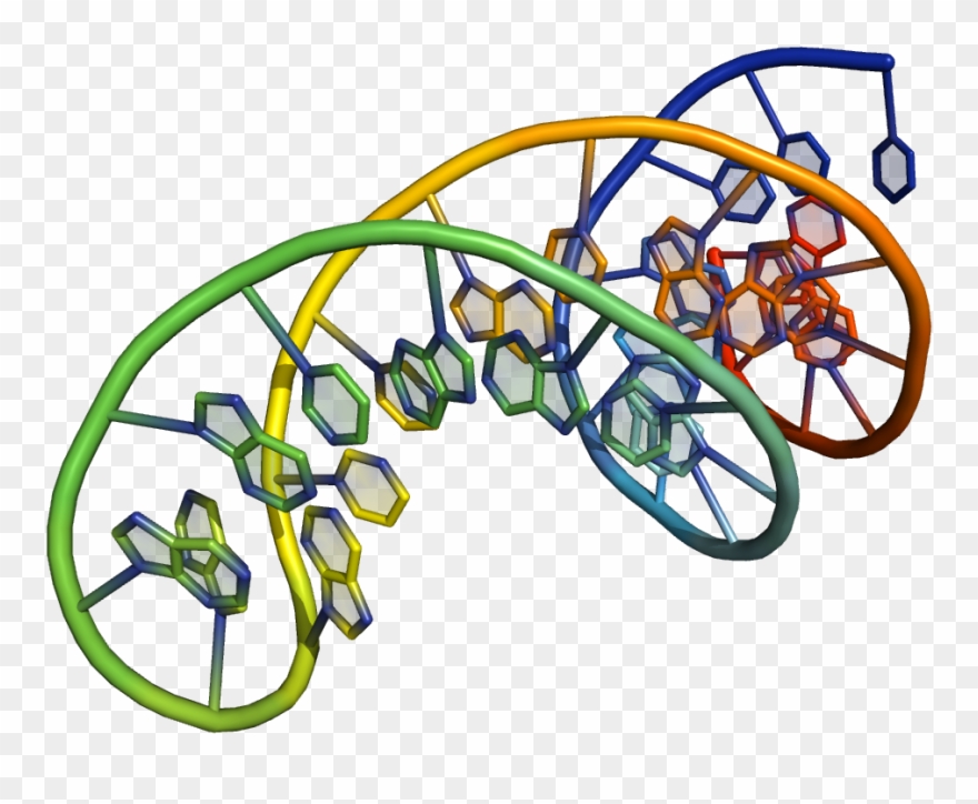 Dna Clipart Nucleic Acid - Dna Oligonucleotides - Png Download