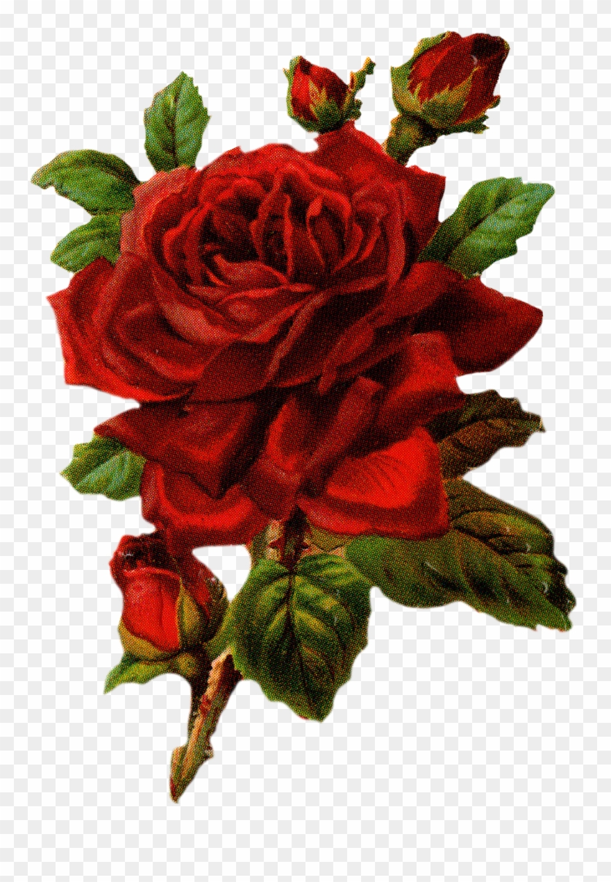 Rose Graphic Clipart