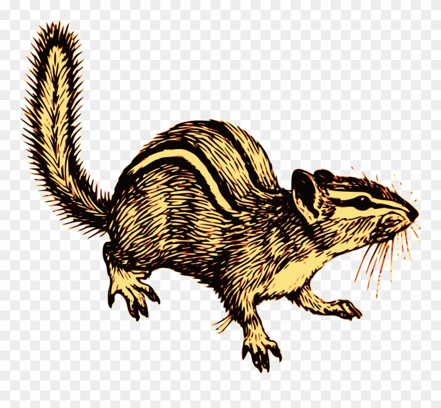 Free Clipart Of An Alert Chipmunk - Png Background Transparent Png