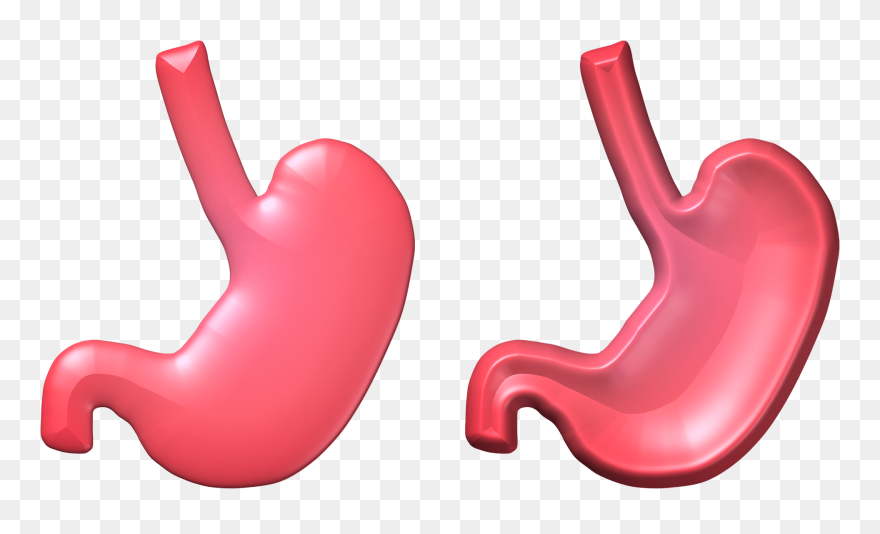 Vector Download Png Hd Transparent Images Pluspng Health - กระเพาะ อาหาร Png Clipart