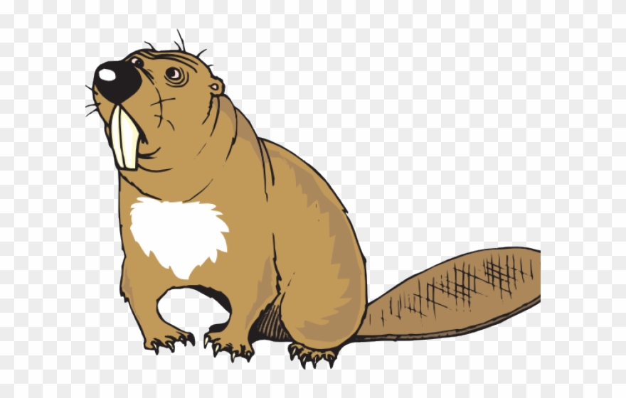 Beaver Teeth Clip Art - Png Download