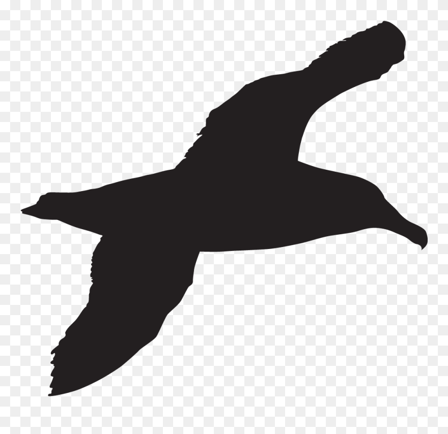 Graphic Black And White Black Footed Overview All - Sea Bird Silhouette Clipart