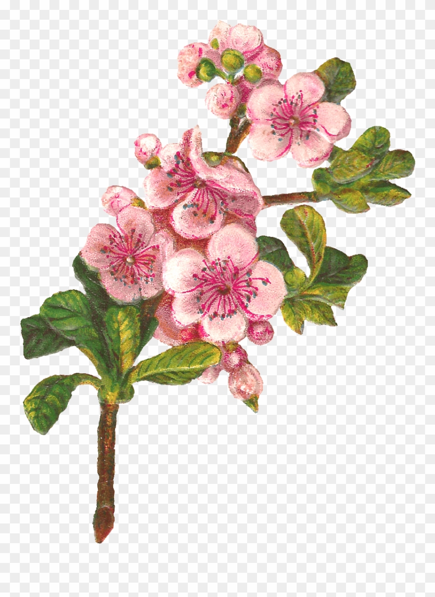 Botanical Art Apple Blossom Flower Digital Download - Apple Blossom Png Clipart Transparent Png