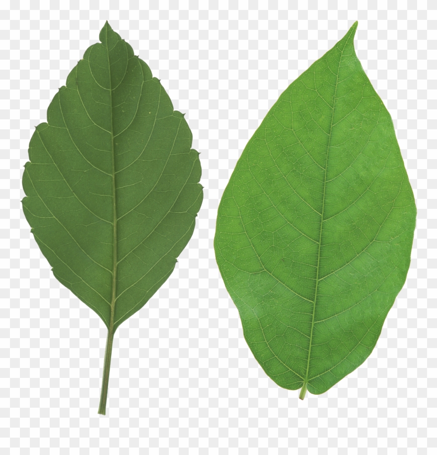 Vector Black And White Download Apple Leaf Clipart - Leaf Png Transparent Png