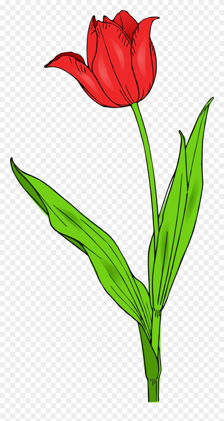 Clipart Transparent Library Jokingart Com - Tulip Clip Art - Png Download