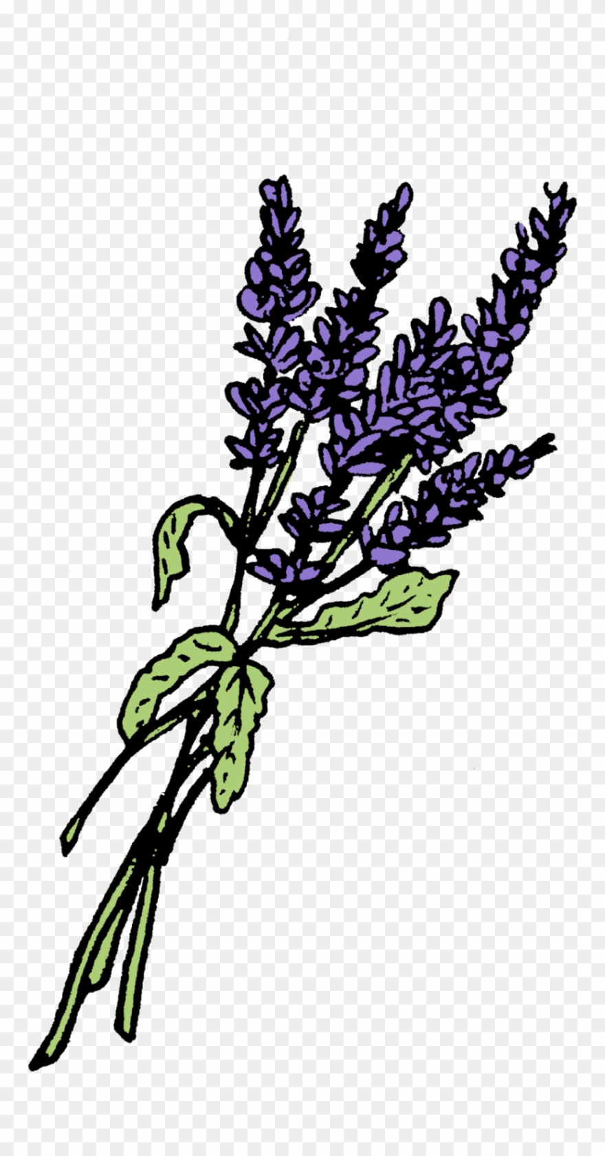 Lavender Graphics Leaf Plant Stem Potion Bottle - Plant Stem Clipart