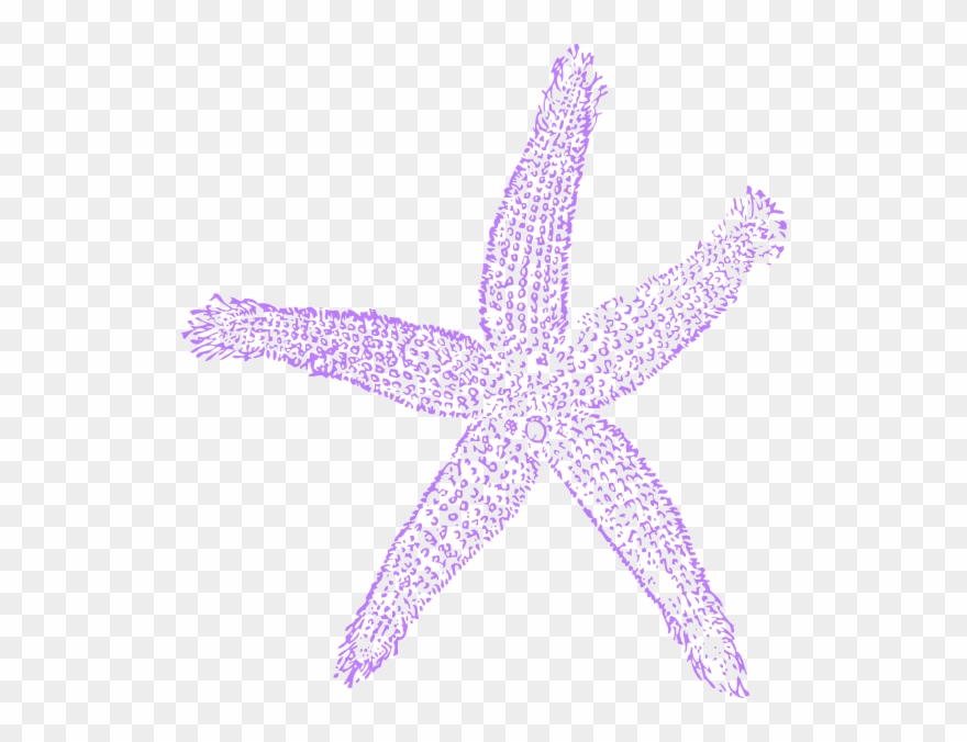 Lavender Clipart Starfish - Purple Star Fish Clip Art - Png Download