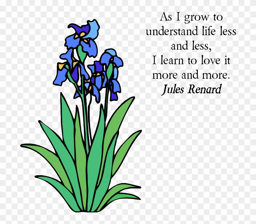 Iris Flower Data Set Clipart