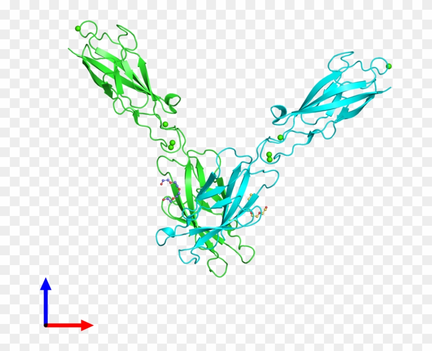 Pdb 3q2n Coloured By Chain And Viewed From The Front Clipart