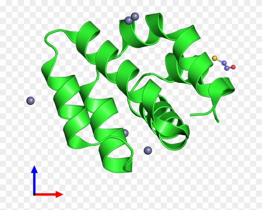 Pdb 1cy5 Coloured By Chain And Viewed From The Front Clipart