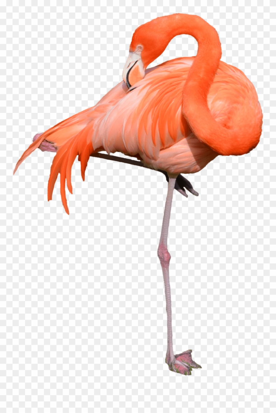 Flamingo Clipart Transparent Background - Flamingo Transparent - Png Download
