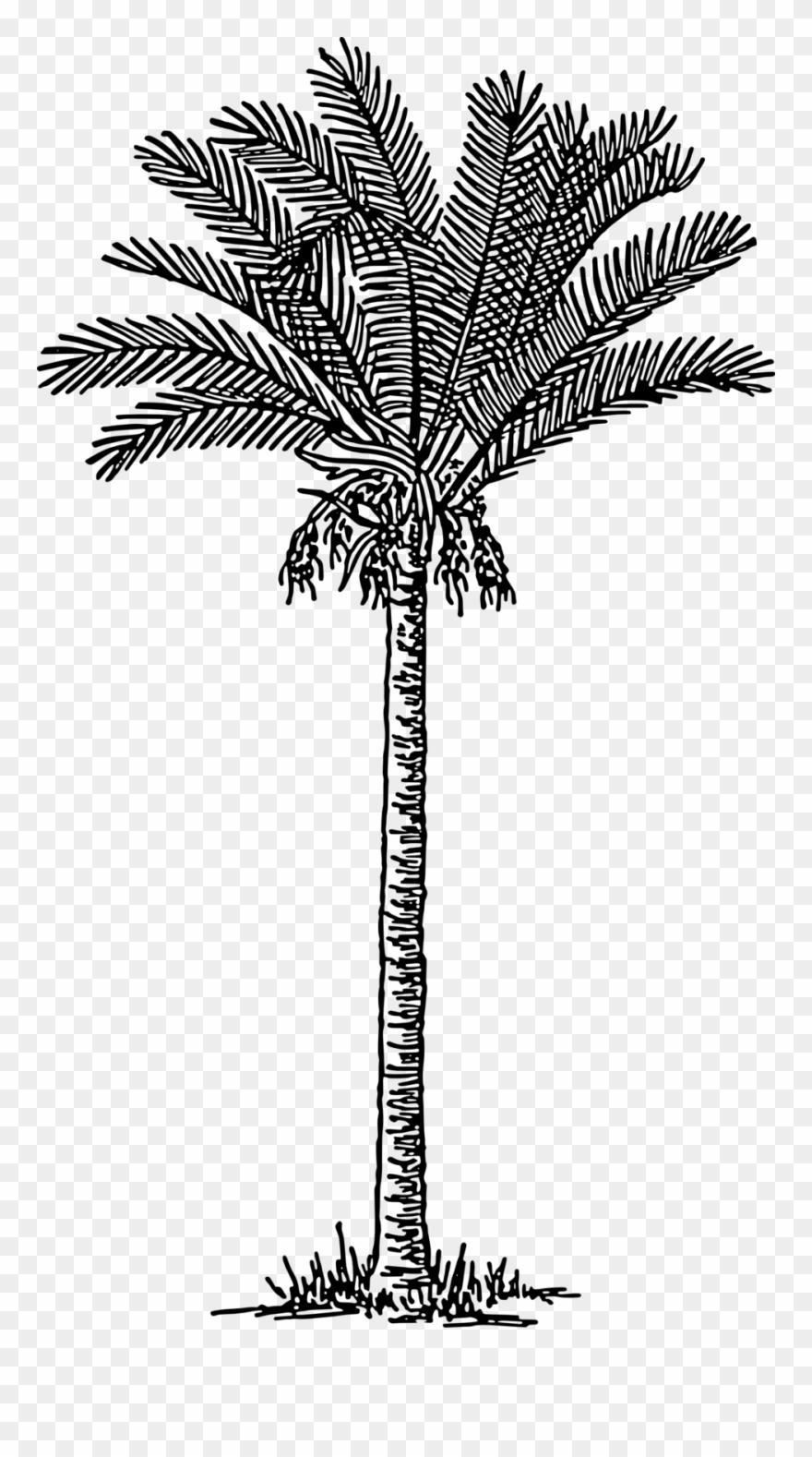 Date Palm - Free Vintage Palm Tree Illustration Clipart