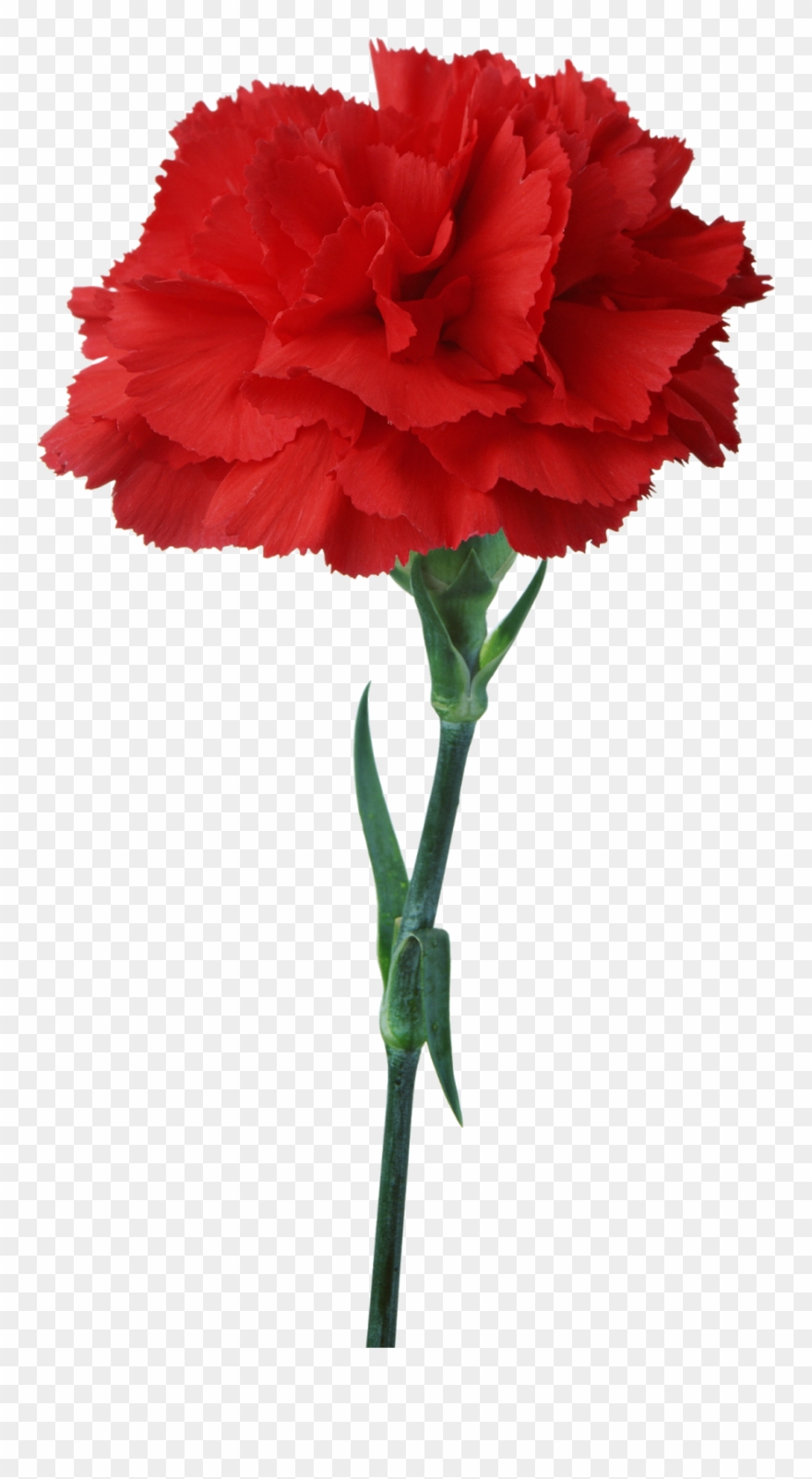 Carnation Flower Red Floristry Clip Art - Cravos 25 De Abril - Png Download