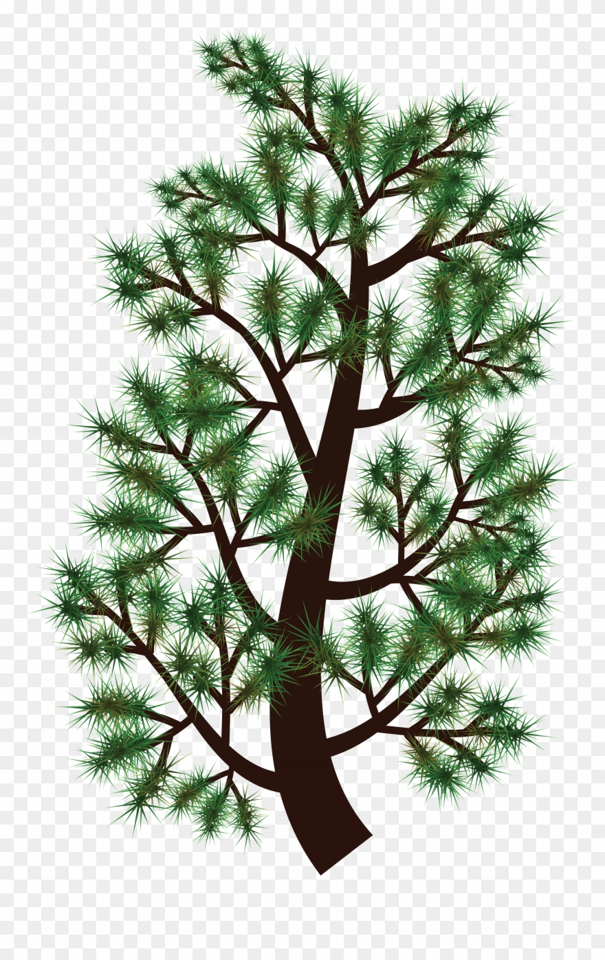 Free Clipart Of A Pine Tree Branch - Pine Tree Branch Clip Art - Png Download