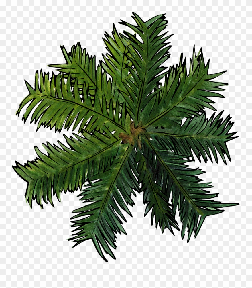 Coconut Tree View Transprent - Palm Trees Clipart