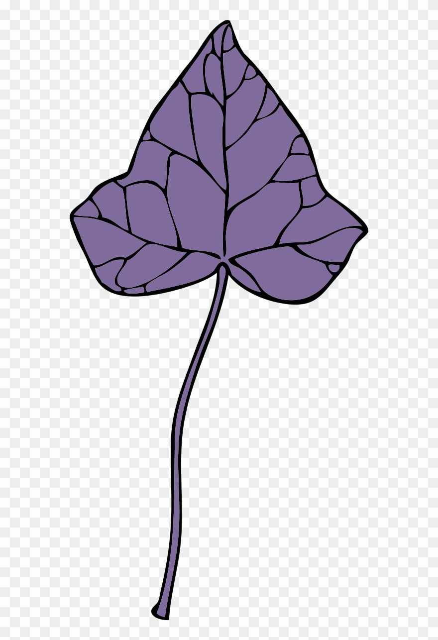 Large Ivy Leaf 7 0 7328 - Clip Art - Png Download