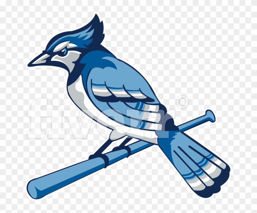 Blue Jay Clipart