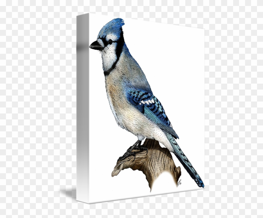 Blue Jay By Roger - Blue Jay Picture Frame Clipart