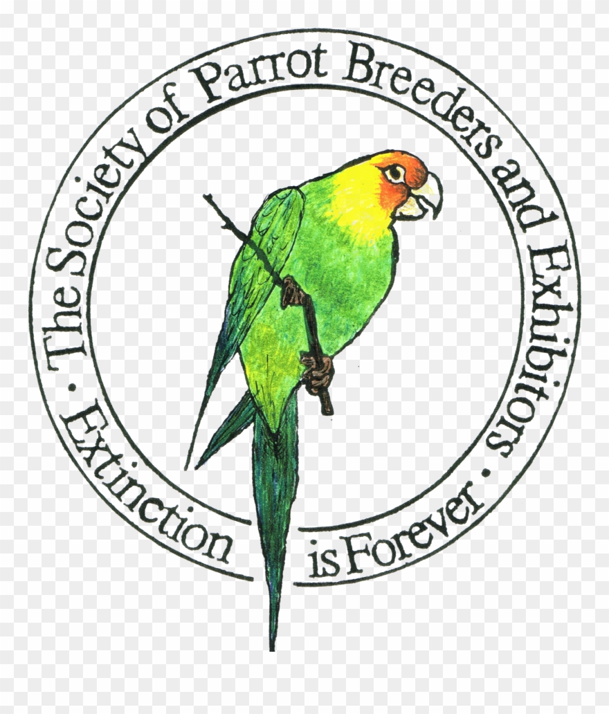 Download Clipart Transparent Stock A New Contemporary - Parrot - Png Download