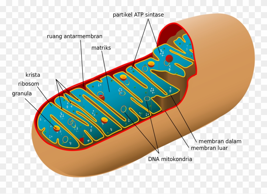 Sel - Mitochondria Structure Clipart