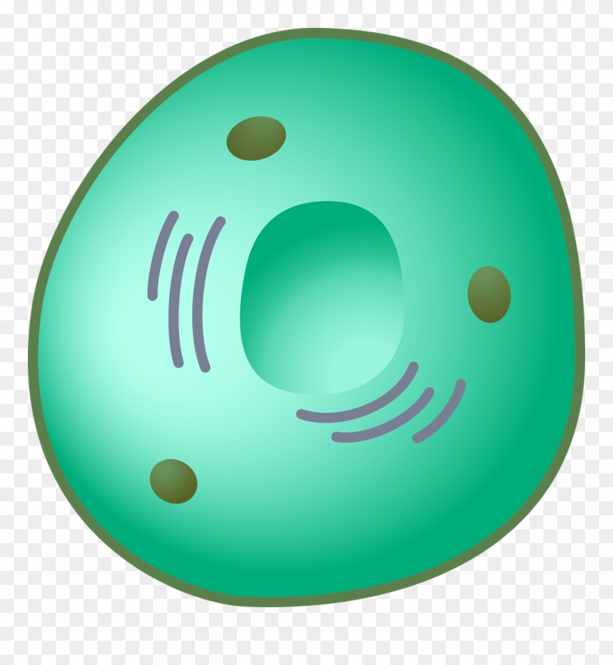 Structure And Functions Perkins Clipart Library Stock - Nucleus Transparent - Png Download