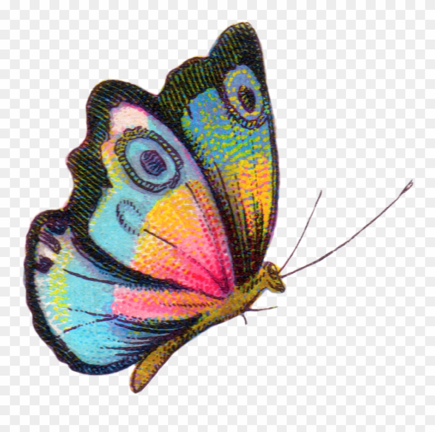 Borboletas & Joaninhas E Etc - Free Printable Colorful Butterfly Pdf Clipart