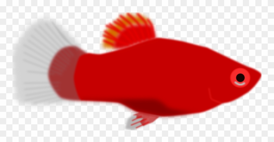 Big Image - Red Fish Clip Art - Png Download