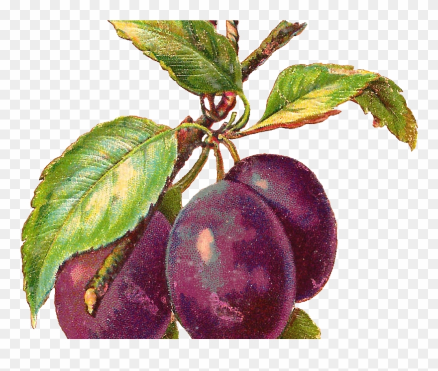 Free Fruit Clip Art - Aquarel Plum - Png Download