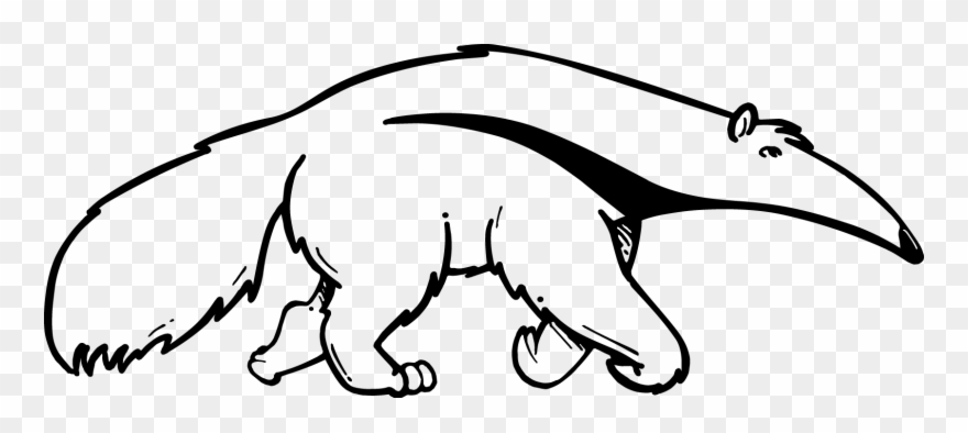 Popular Images - Uci Anteater Black And White Clipart
