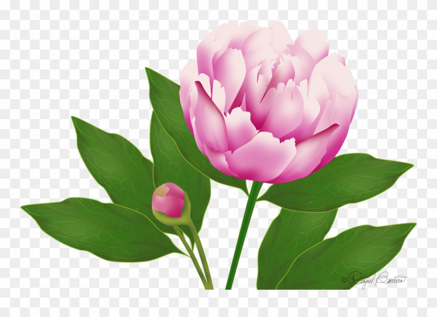 Wordpress Website Blog Peony - Blog Clipart