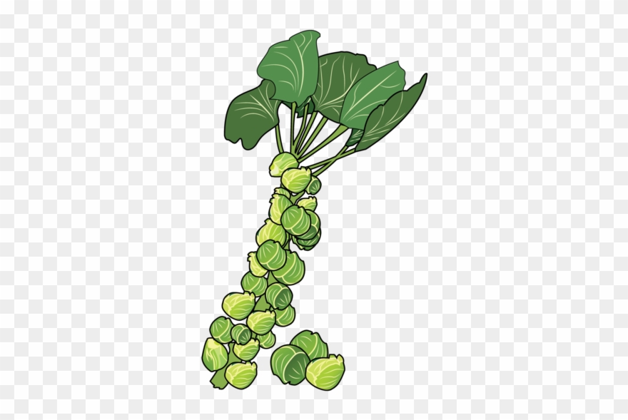 Brussels Sprouts - Brussels Sprout Clipart