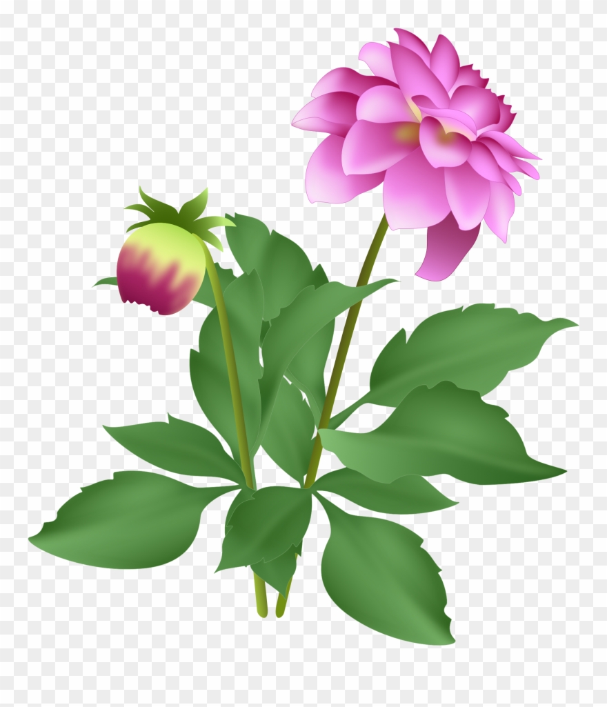 Dahlia Clipart September Flower - Flower - Png Download