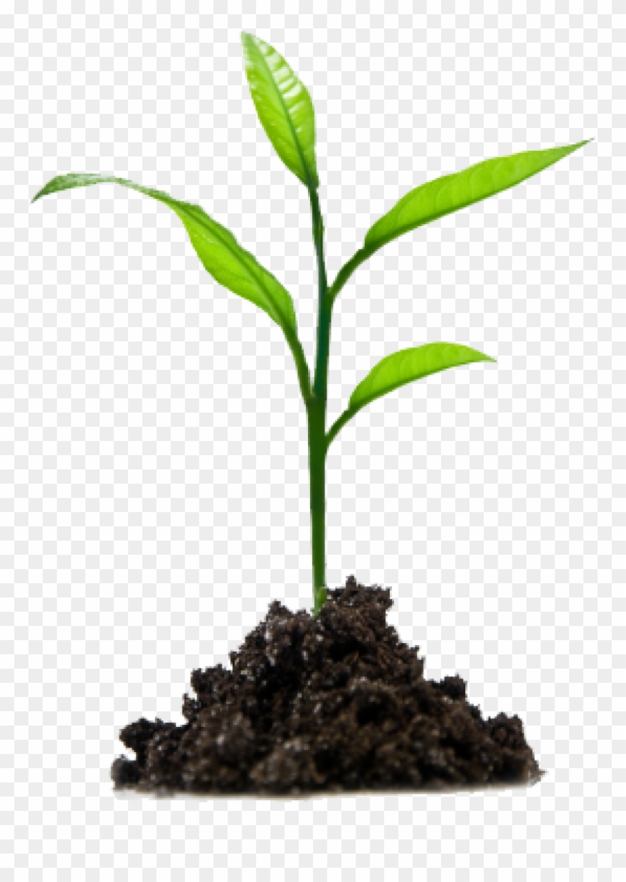 Crops Clipart Sprout - Growing In Jesus - Png Download