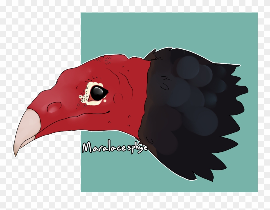 The Entire Class Of Aves Me - Turkey Vulture Clipart