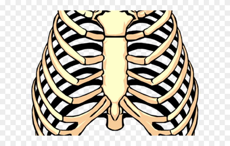 Rib Cage Png Transparent Images - Rib Cage Png Clipart